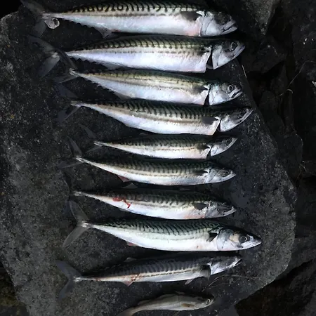 Barnevennlig Med Og Hage - Wifi Vila Søgne