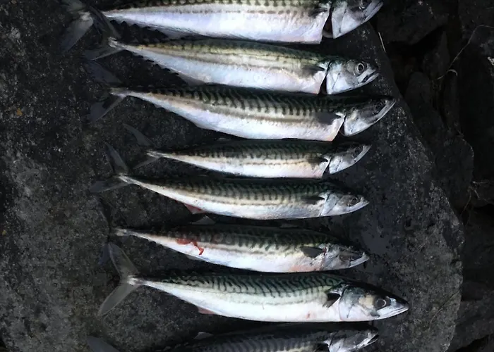 Barnevennlig Med Og Hage - Wifi 别墅 Søgne